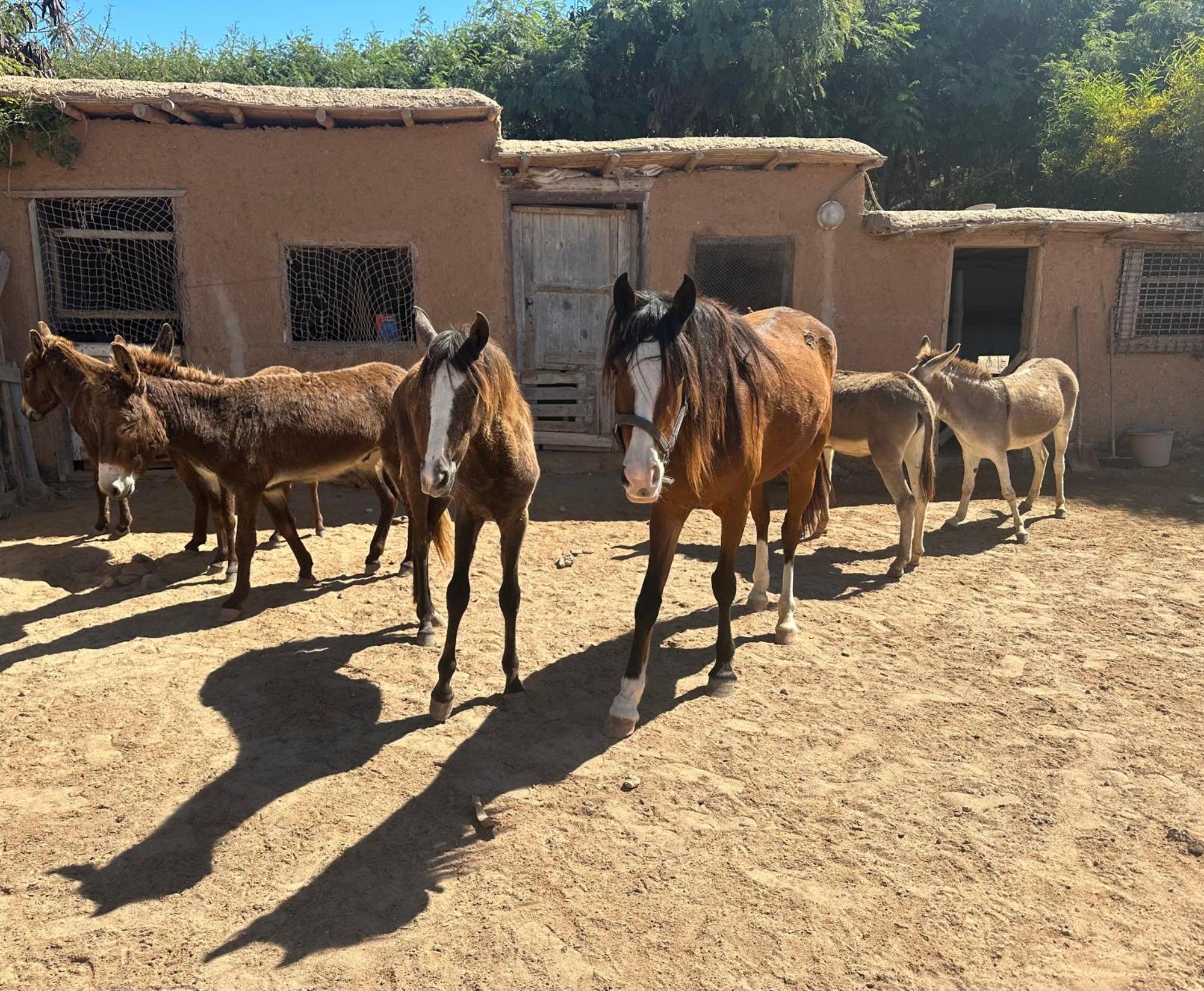Dar Tawarta Guest House Dakhla Zewnętrze zdjęcie